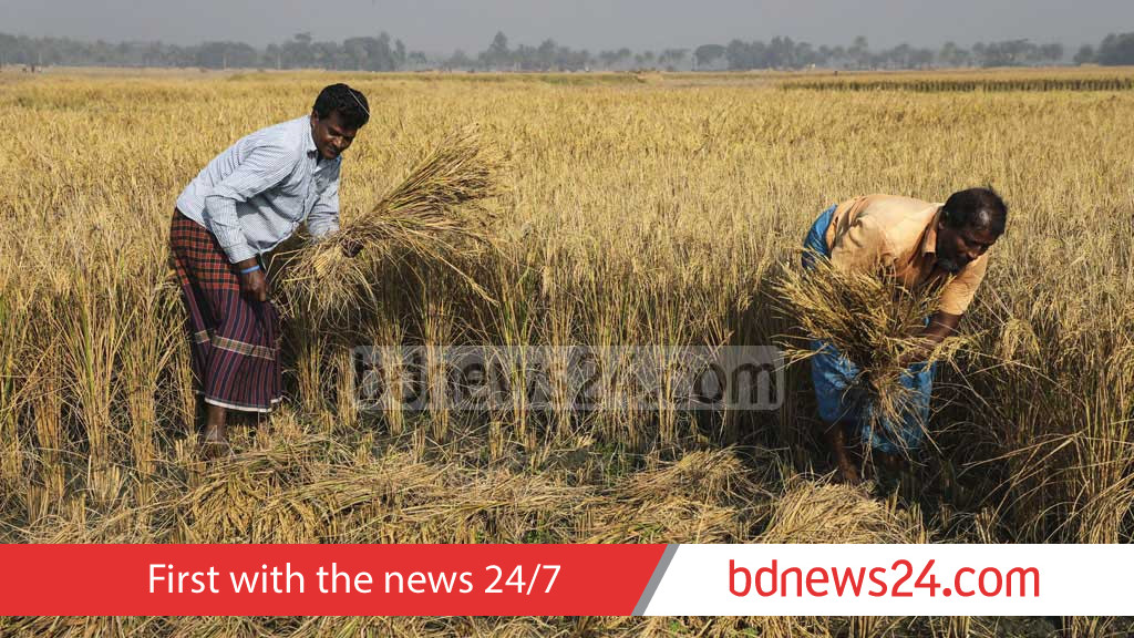 Govt to buy Aman rice at Tk 50 per kg