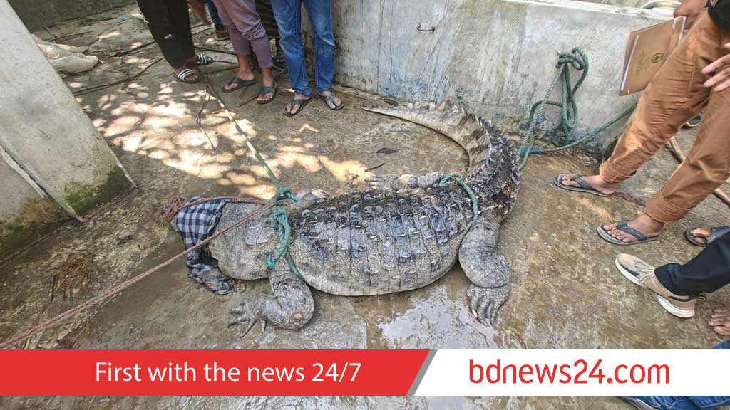 Crocodile caught in Padma River finds new home in Gazipur Safari Park