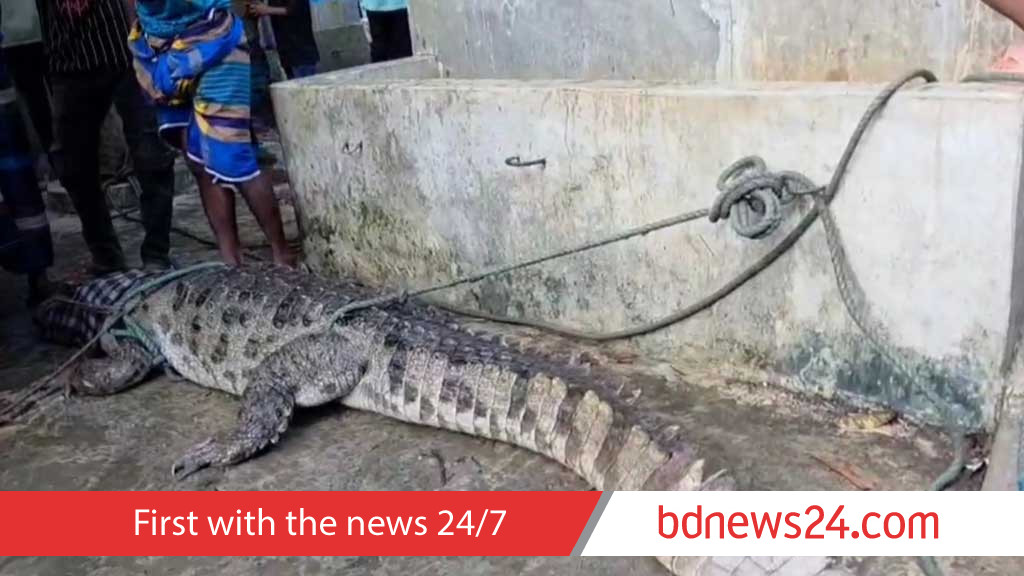 Locals capture crocodile after weeks of sightings in Manikganj