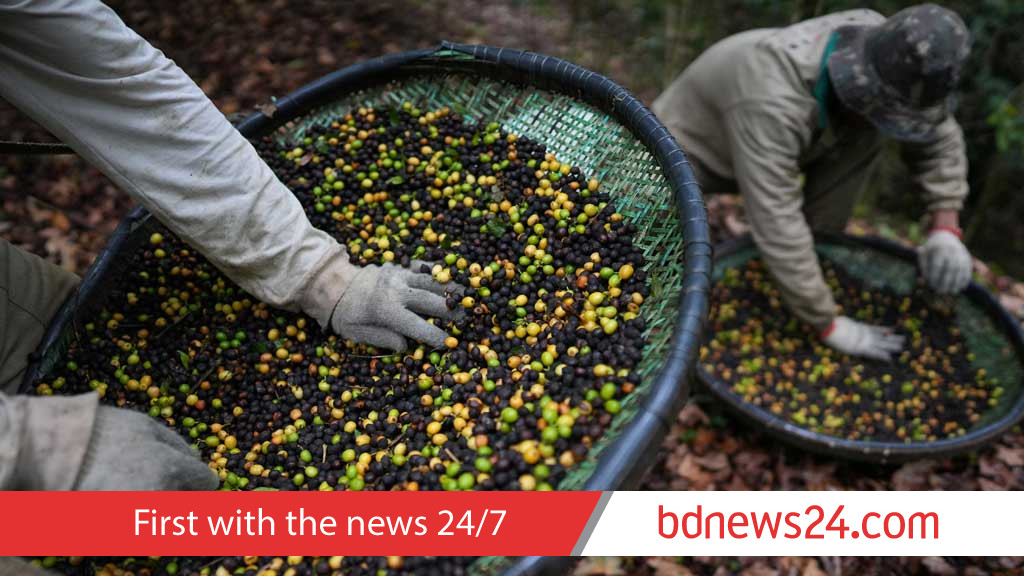 Brazil's Jacu bird poo-poos US tariffs as specialty coffee sector suffers