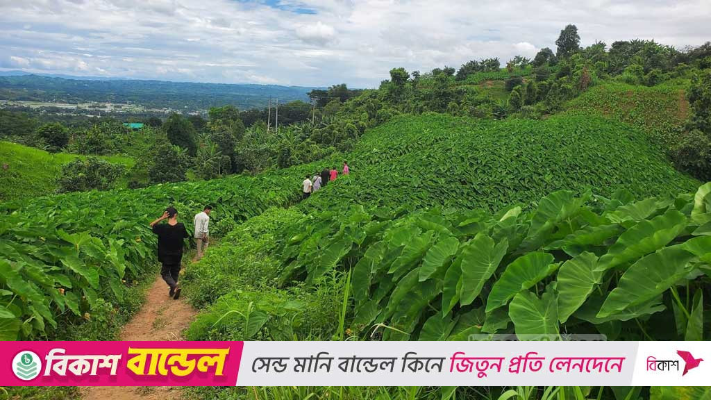 Plains crop taro brings perils to Bangladesh's hills, fuelling topsoil loss, biodiversity threat
