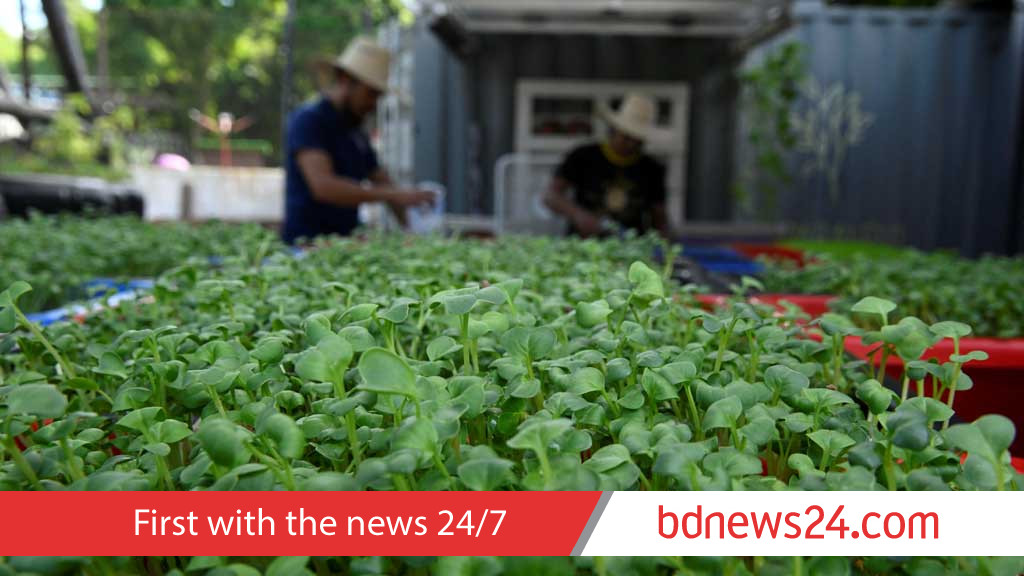 Cuban start-up grows microgreens and dreams big