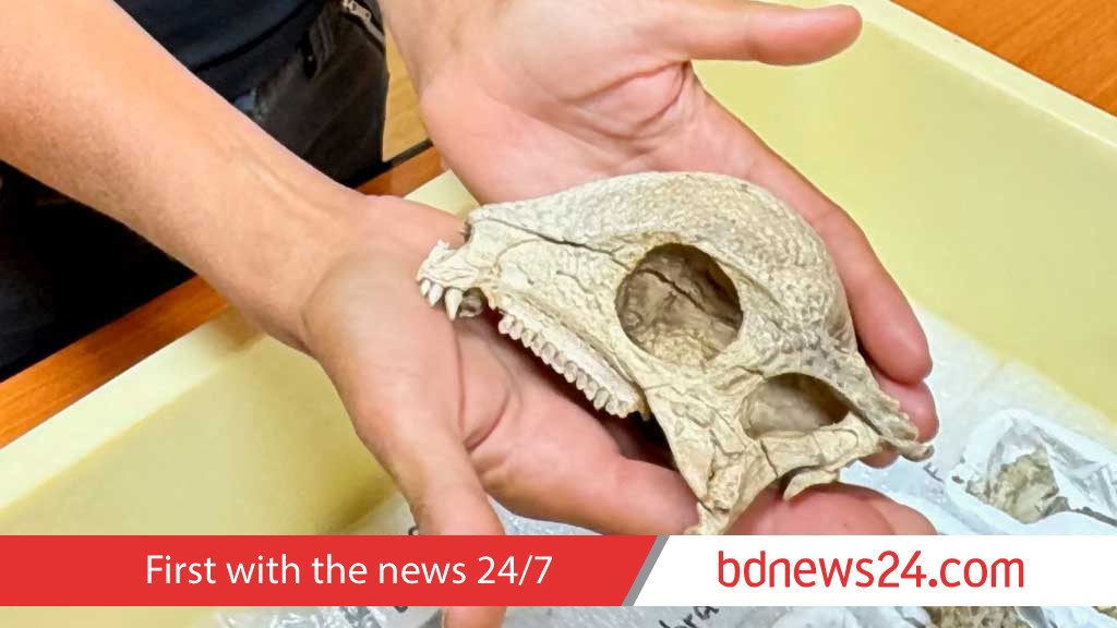 Best fossil of a dome-headed dinosaur is unearthed in Mongolia