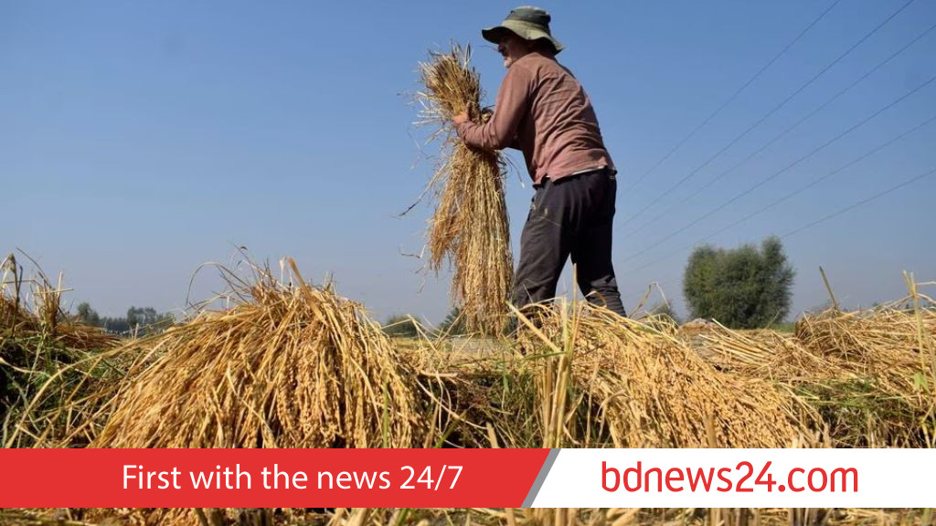 India's rice stocks hit record, wheat at four-year high