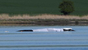 Effort begins to rescue Baltic humpback whale