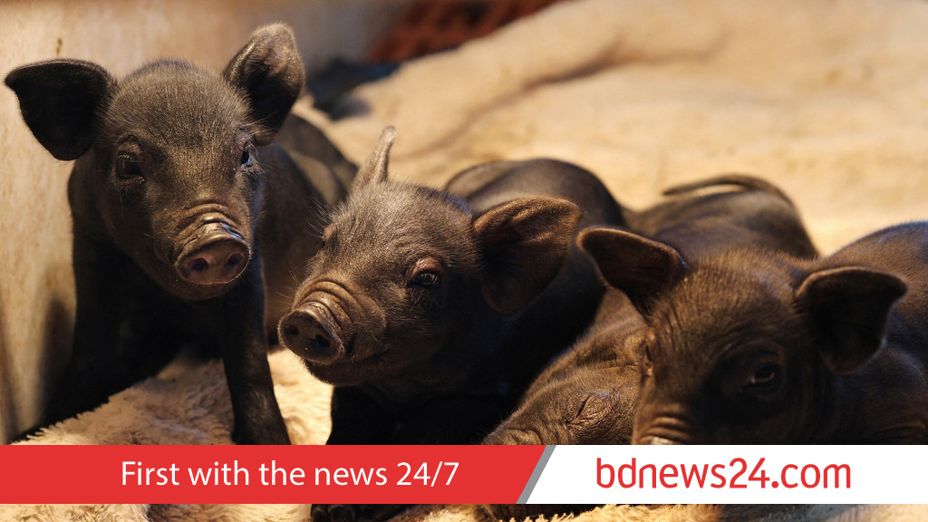 China embraces black pigs over Western pork