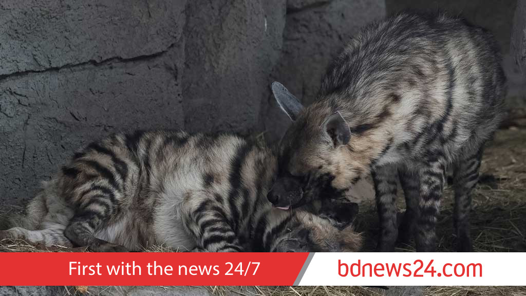 Kyiv zoo struggles to keep animals warm amid power crisis