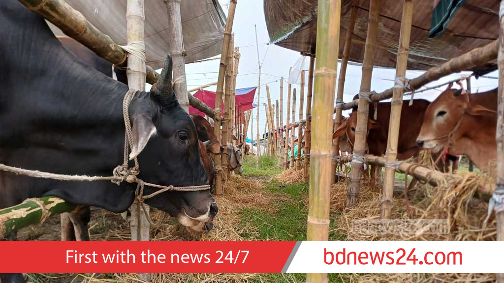Minister rules out Eid cattle shortage